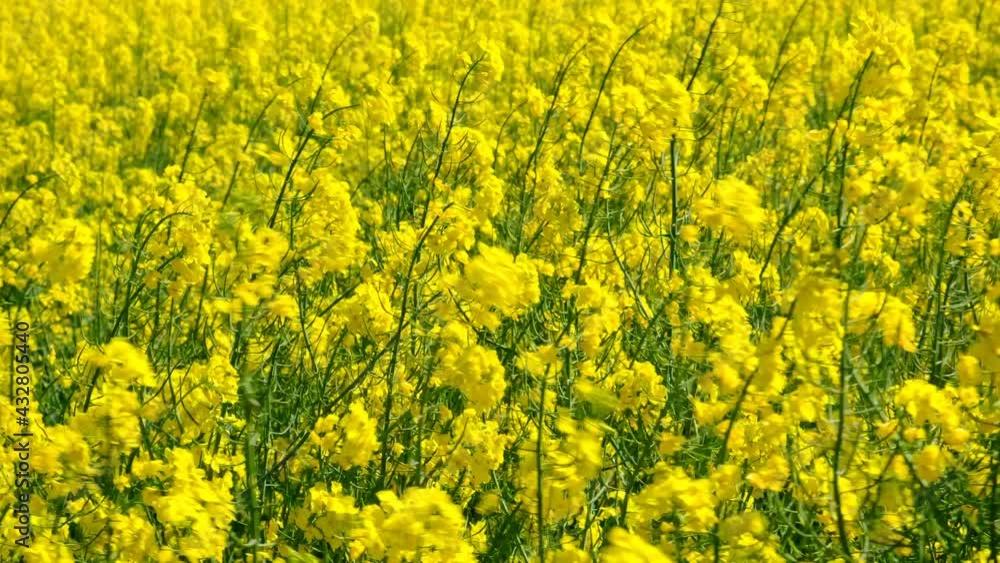 Panorama of beautiful flowering rapeseed field in the sunny day. Panorama of beautiful flowering rapeseed field in the sunny day.