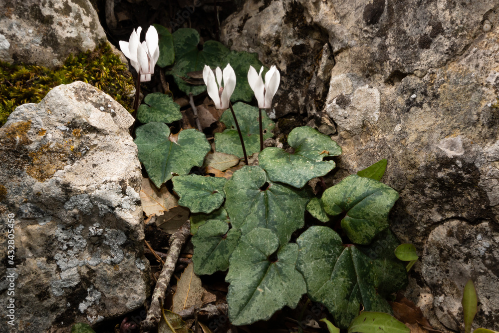 White flowers and green leaves of Cyclamen balearicum between rocks, a wildflower native to Majorca 