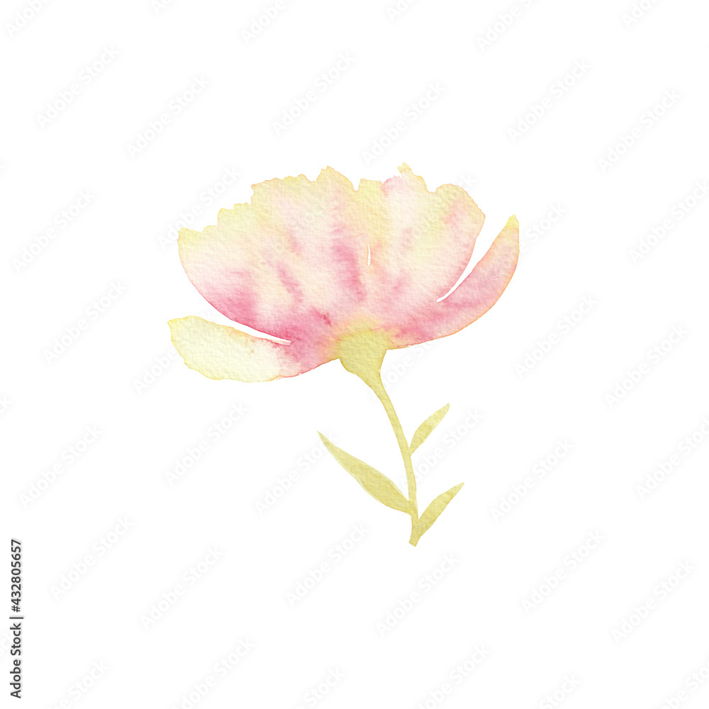 Loose peach peony flower. Watercolor illustration. 