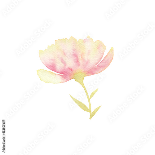 Loose peach peony flower. Watercolor illustration. 