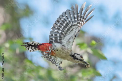 Amazing portrait of Great spotted woodpecker in flight (Dendrocopos major) © manuel