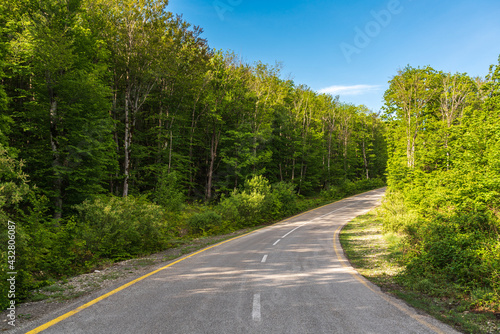 A winding asphalt road in a green forest