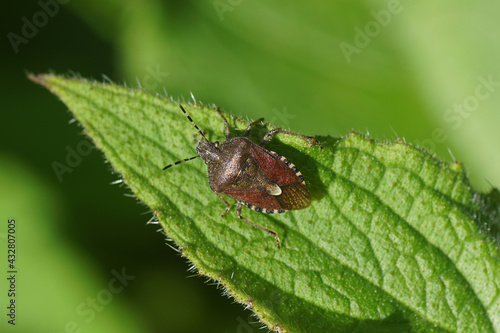 Sloe bug (Dolycoris baccarum), family Pentatomidae on a a leaf of green alkanet (Pentaglottis sempervirens). Netherlands, spring, May