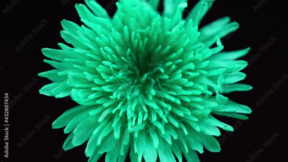 Growing Plants blooming flower blossom in Time lapse, nature spring season. Gardening close up world Growing Plants blooming flower blossom in Time lapse, nature spring season. Gardening close up world