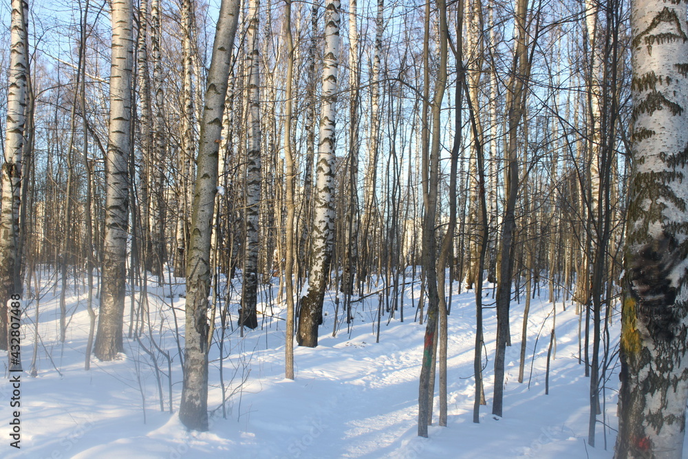 trees in winter trees in winter