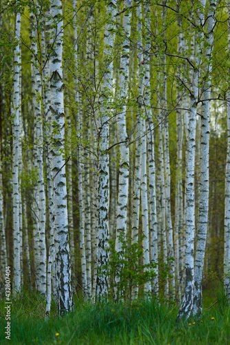 Fototapeta Naklejka Na Ścianę i Meble -  Birch trees in the forest