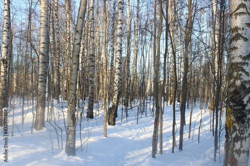 trees in winter © андрей кочанов