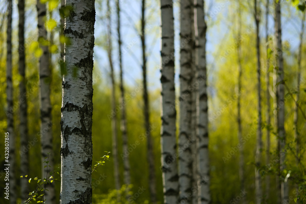 Birch trees in the forest Birch trees in the forest