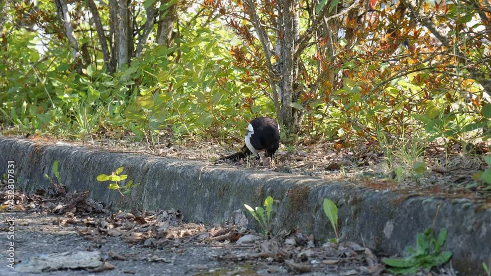 Magpie Hiding under Bush Trying to Open a Nut with her Beak- slow motion Magpie Hiding under Bush Trying to Open a Nut with her Beak- slow motion