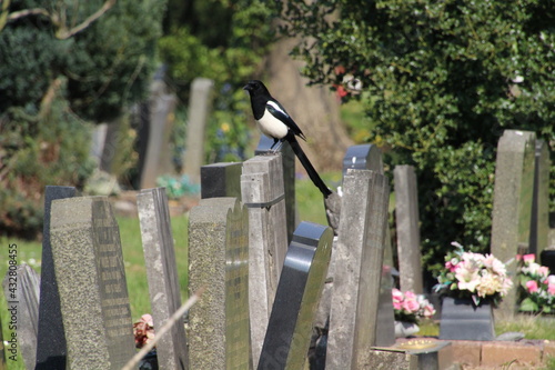 Magpie on a headstone