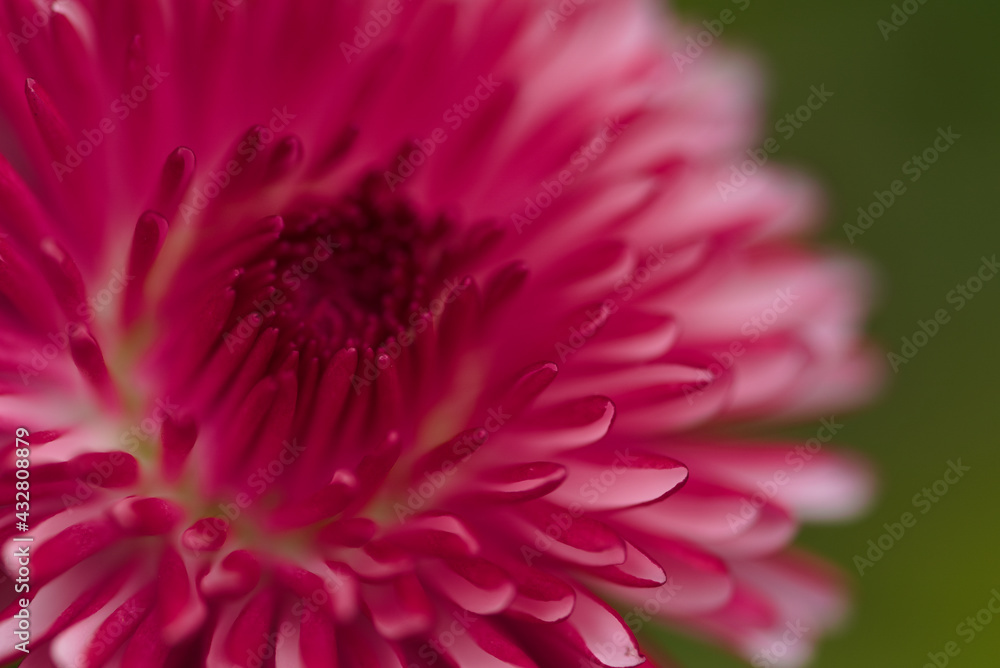 pink flower in the garden pink flower in the garden