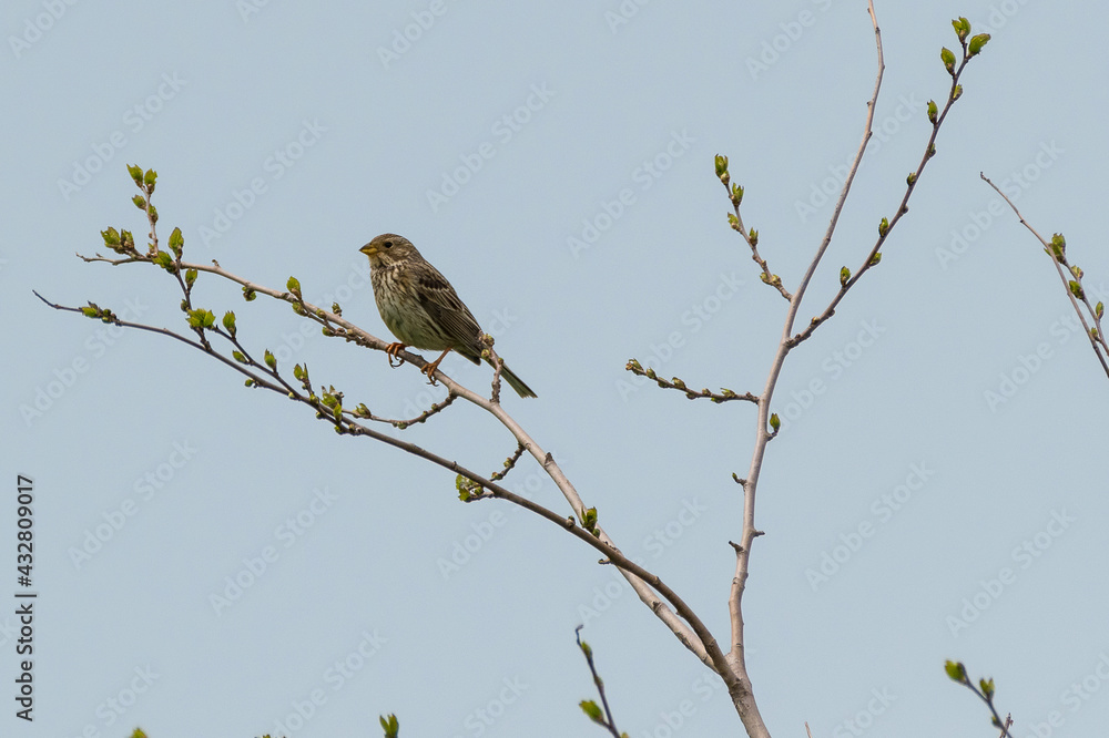 Emberiza calandra - Presura sura - Corn bunting Emberiza calandra - Presura sura - Corn bunting
