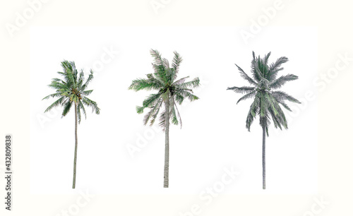Collection Different Palms coconut the garden isolated on white background