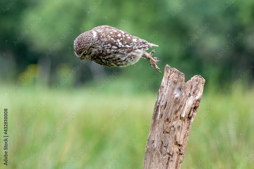 Little Owl (Athene noctua) perched with a green background