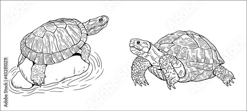 Land turtle and water turtle. Reptiles in nature. Vector drawing.	