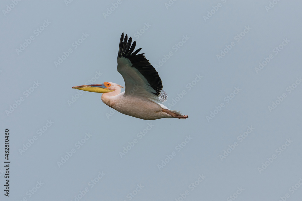Obraz premium Pelecanus onocrotalus - Pelican comun - Great white pelican