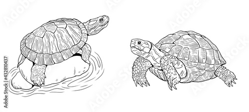 Land turtle and water turtle. Reptiles in nature. Digital drawing.