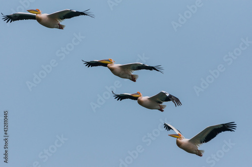 Pelecanus onocrotalus - Pelican comun - Great white pelican