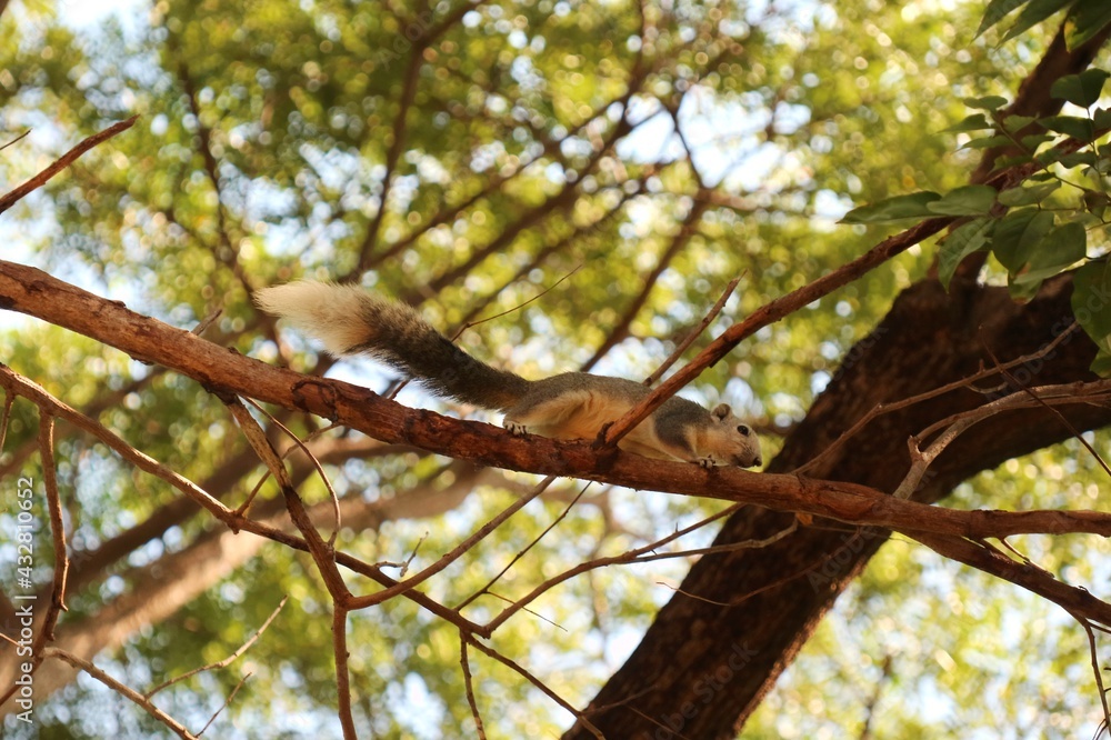 A cute white and gray squirrel is climbing on tree in public park. Animal, nature and park concept.