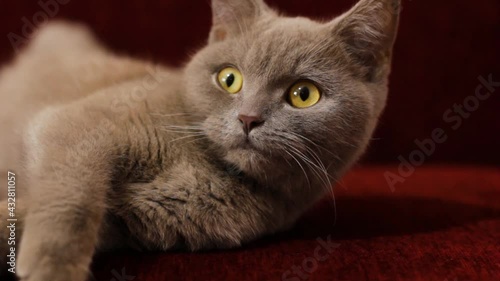 A beautiful gray British cat is resting on a burgundy sofa. The cat is ashy. The burgundy nose of the cat. Soft pet