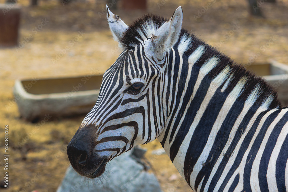 Naklejka premium Zebra in the natural zoo.
