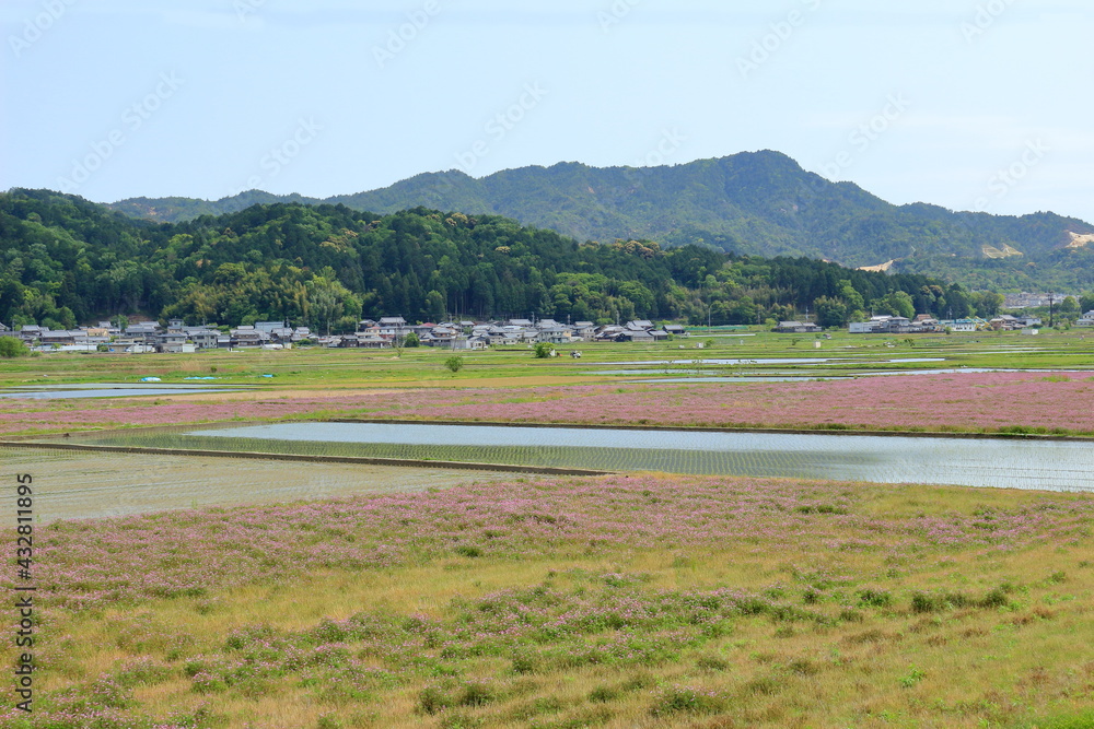 Obraz premium 春の田園風景