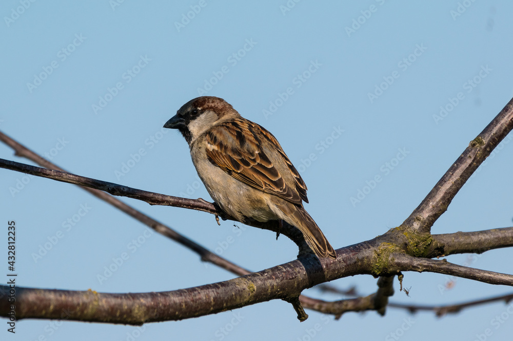Passer domesticus - Vrabie de casa - House sparrow Passer domesticus - Vrabie de casa - House sparrow