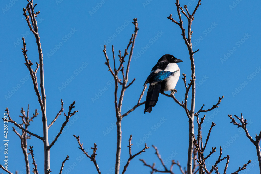 Pica pica - Cotofana - Eurasian magpie Pica pica - Cotofana - Eurasian magpie