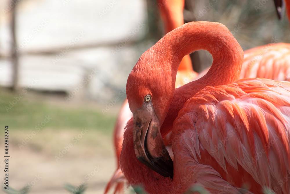 Obraz premium close up portrait of pink flamingo in the zoo. Image contains copy space