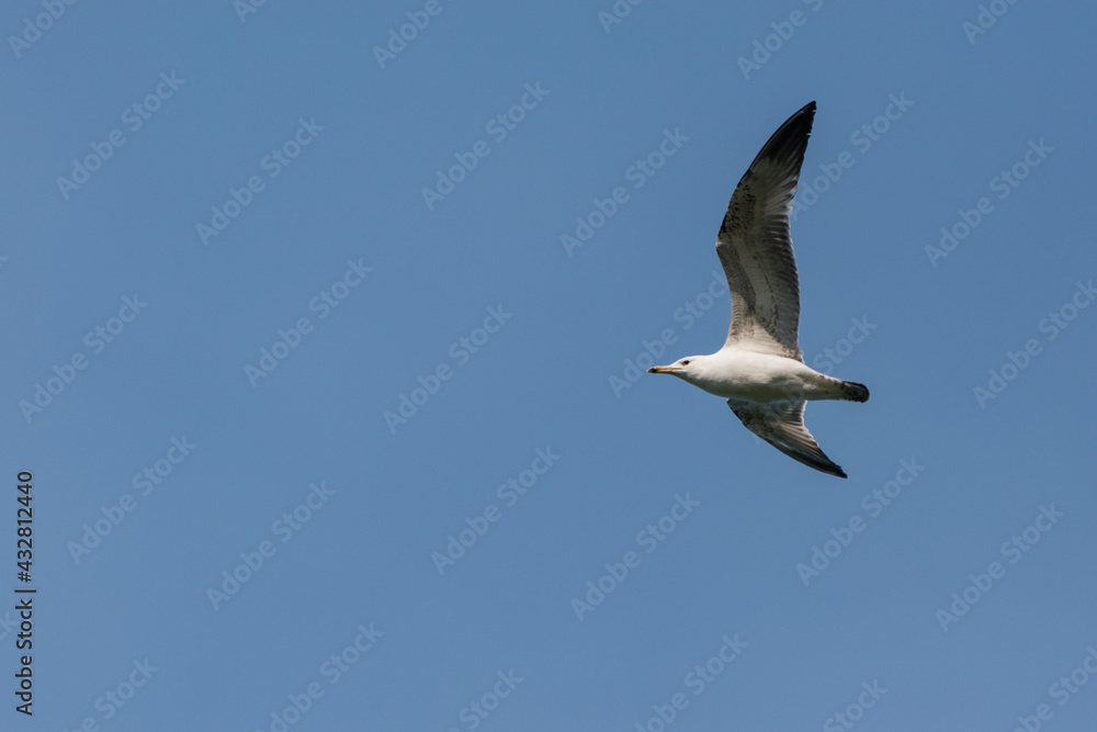Larus cachinnans - Pescarus pontic - Caspian gull