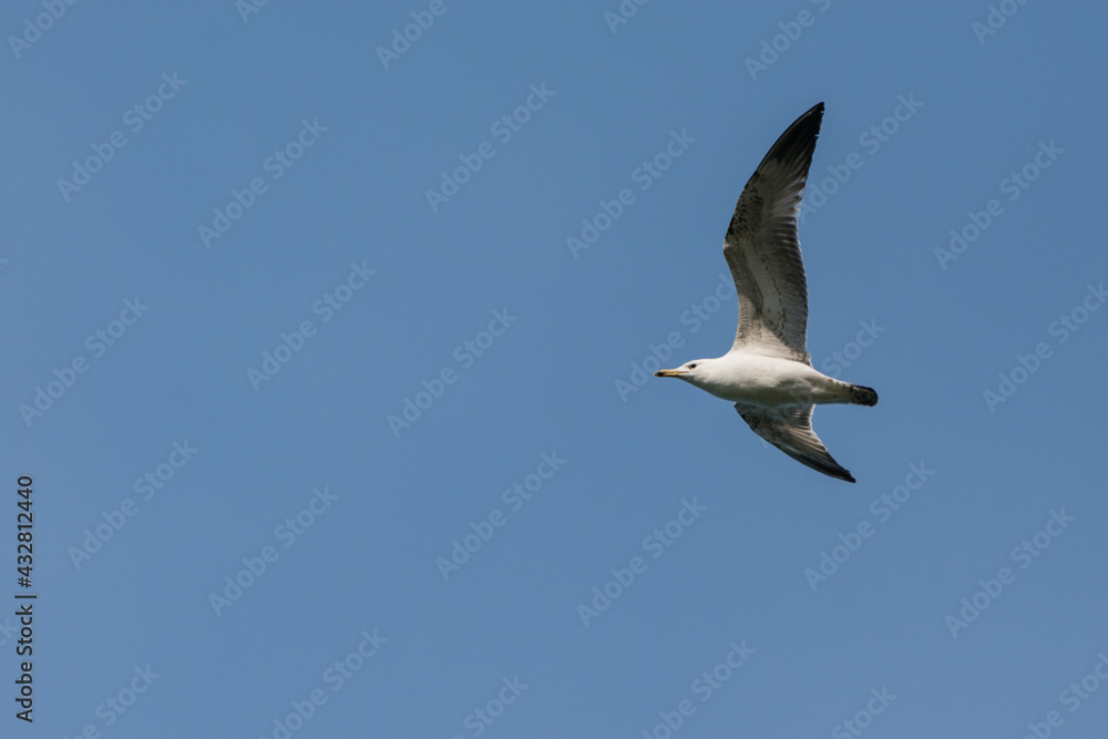 Larus cachinnans - Pescarus pontic - Caspian gull Larus cachinnans - Pescarus pontic - Caspian gull