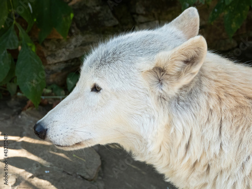 Tundra wolf (Canis lupus albus), also known as the Turukhan wolf is a subspecies of grey wolf native to Eurasia's tundra and forest-tundra zones from Finland to the Kamchatka Peninsula