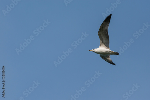 Larus cachinnans - Pescarus pontic - Caspian gull