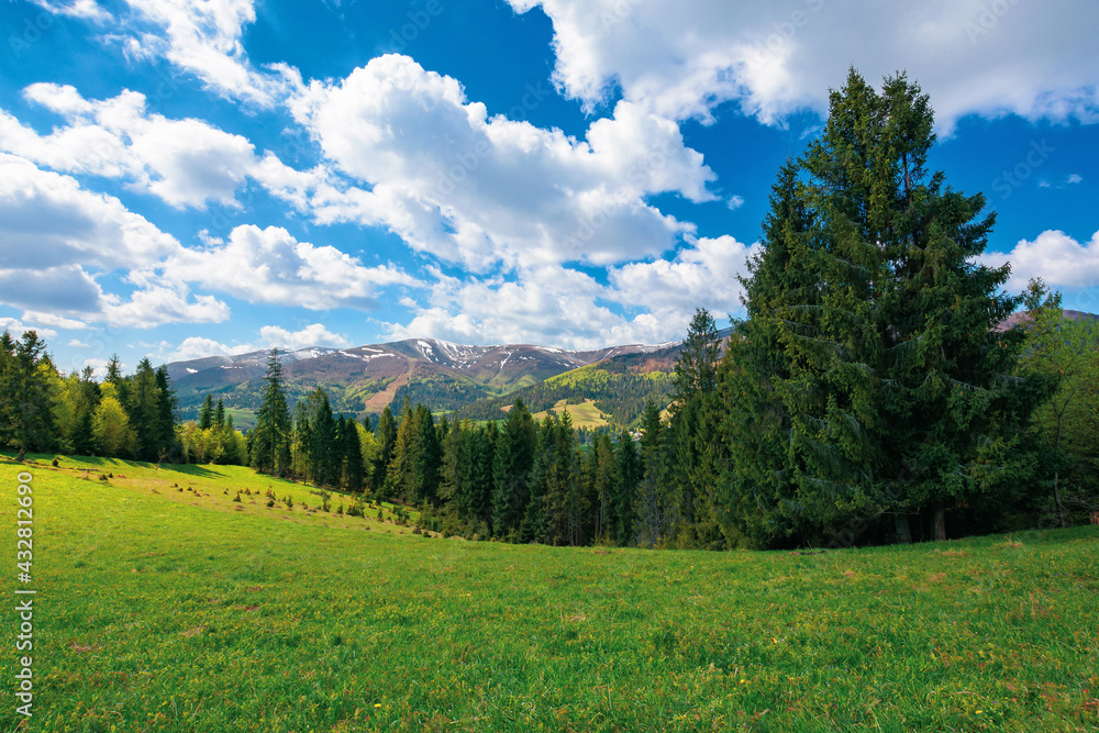 spruce trees on the grassy meadow. wonderful rural landscape in spring. snow capped mountains in the distance beneath a clouds on the blue sky. sunny weather