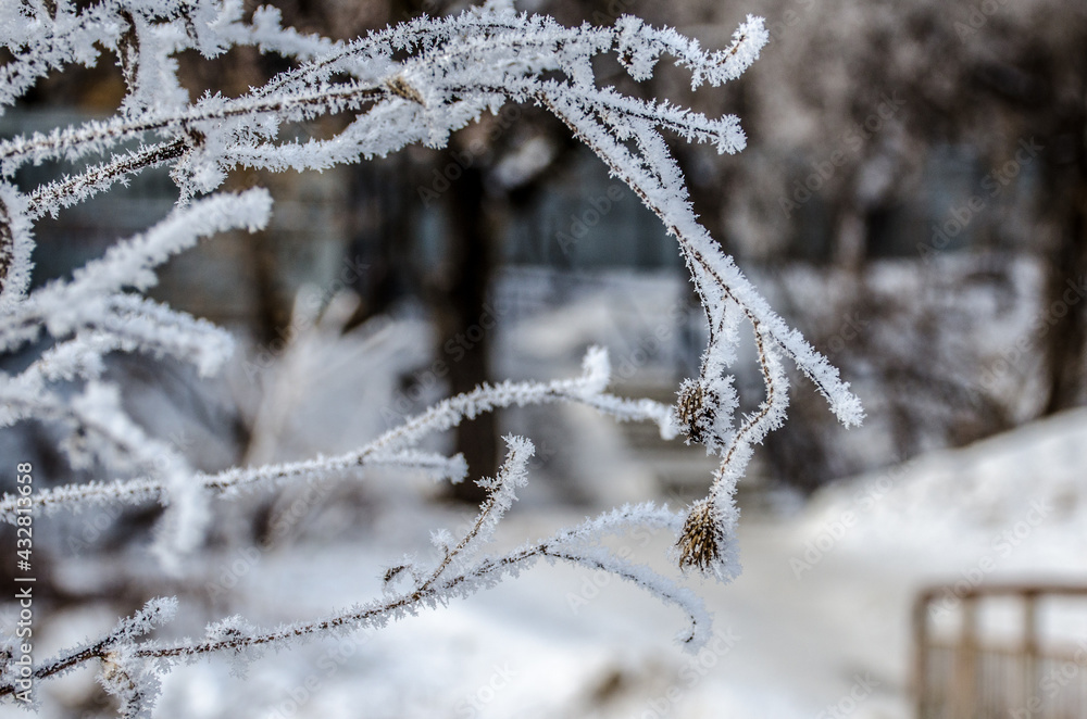 snow covered branches snow covered branches