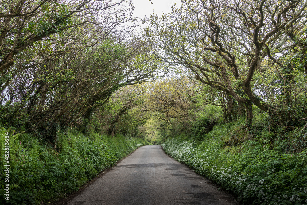 endless tree line on the road with wildflowers on the side endless tree line on the road with wildflowers on the side