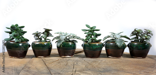 Different indoor plants succulents with decorations on the table Stylish composition of home garden green industrial interior. Urban jungle interior with houseplants. green concept for magazine. photo