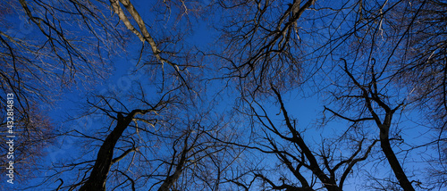 Branches of old oak trees  view from below  blue sky on background