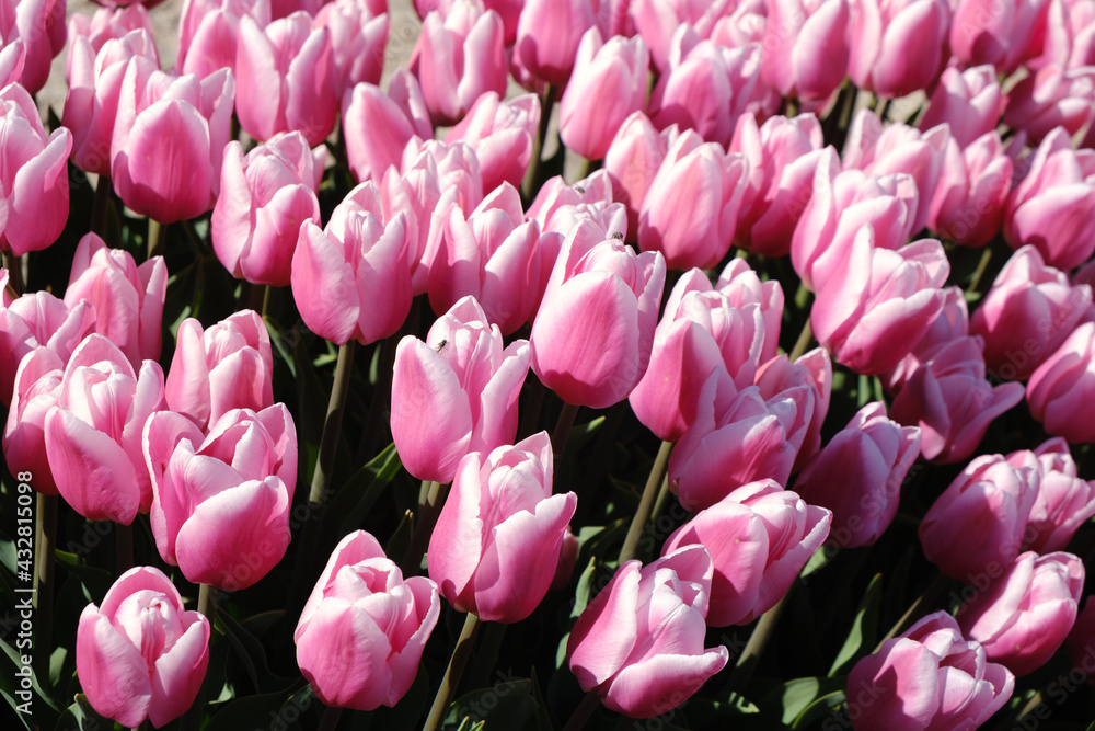 Obraz premium bright scarlet spring tulips texture