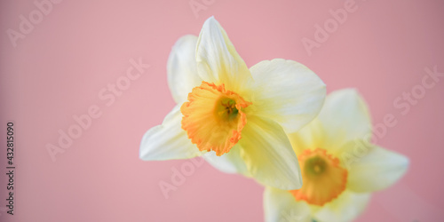Fototapeta Naklejka Na Ścianę i Meble -  blooming daffodil under bright spring sun, close up blurry background