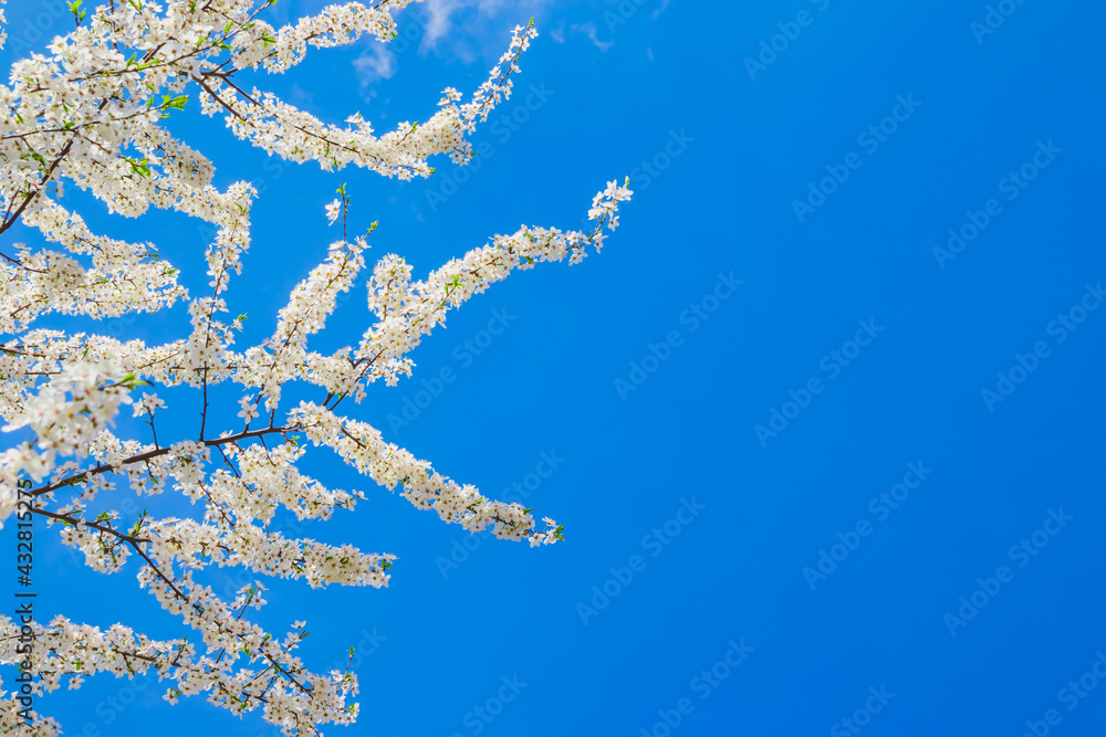 Spring white apple blossom against blue sky. Spring cherry bloss