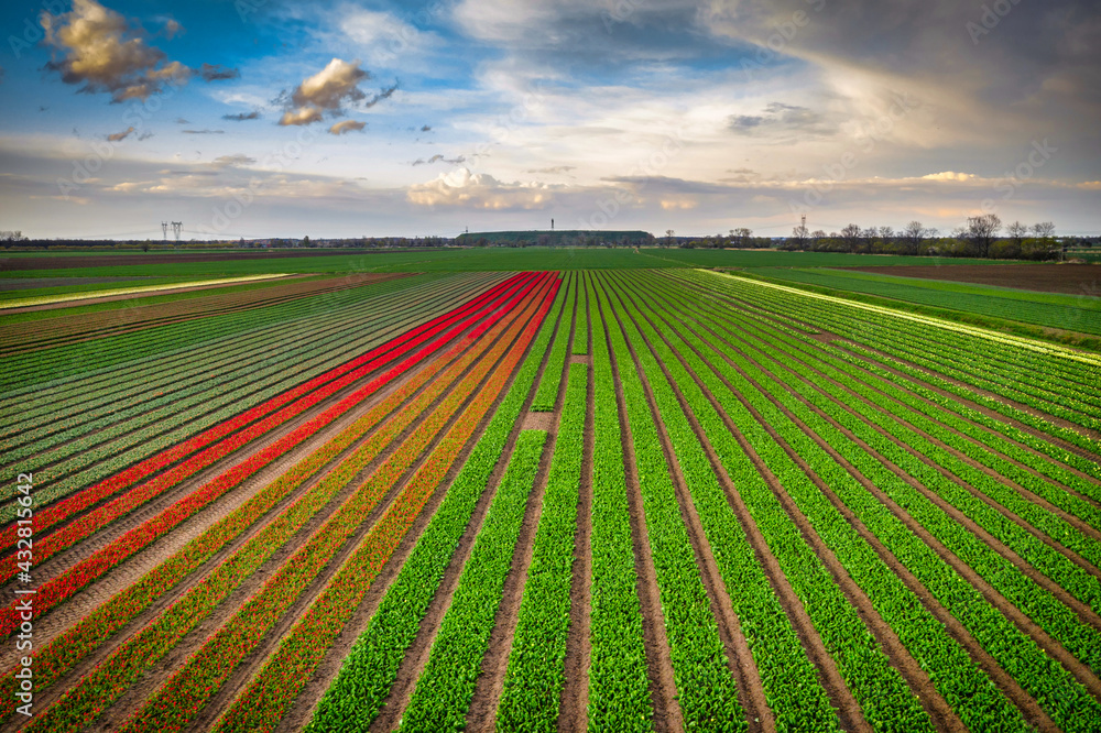 A carpet of blooming tulips in the field of northern Poland A carpet of blooming tulips in the field of northern Poland