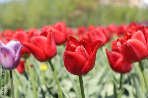 Red tulips in the middle of the tulip of your field. Amazing red tulip flowers blooming in a tulip field  against the background of blurry tulip flowers in the sunset light.