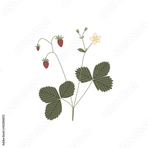 Vector color hand drawn flat illustration of forest strawberry branch with leaves  flowers and berries. Isolated on white background.