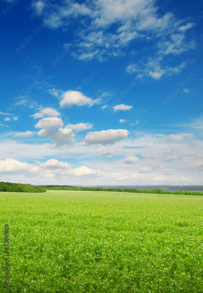 Vertical landscape with green pea field