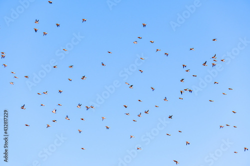 flock of high speed racing pigeons flies against a clear blue sky. selective focus