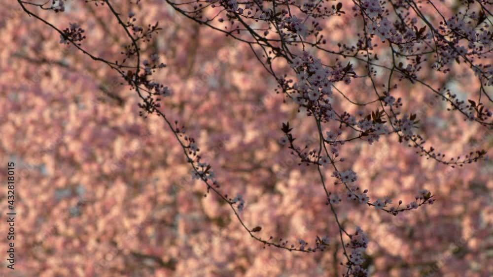 Long shot flowering tree in spring. Video 4K Long shot flowering tree in spring. Video 4K