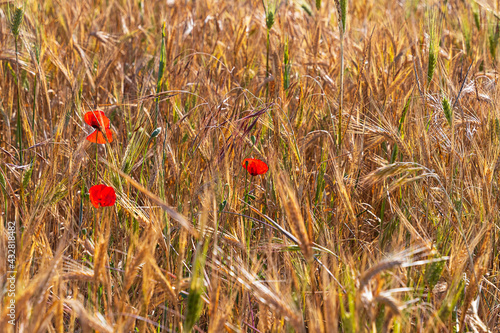 Harvesting. Ripe wheat fields with flowers close-up