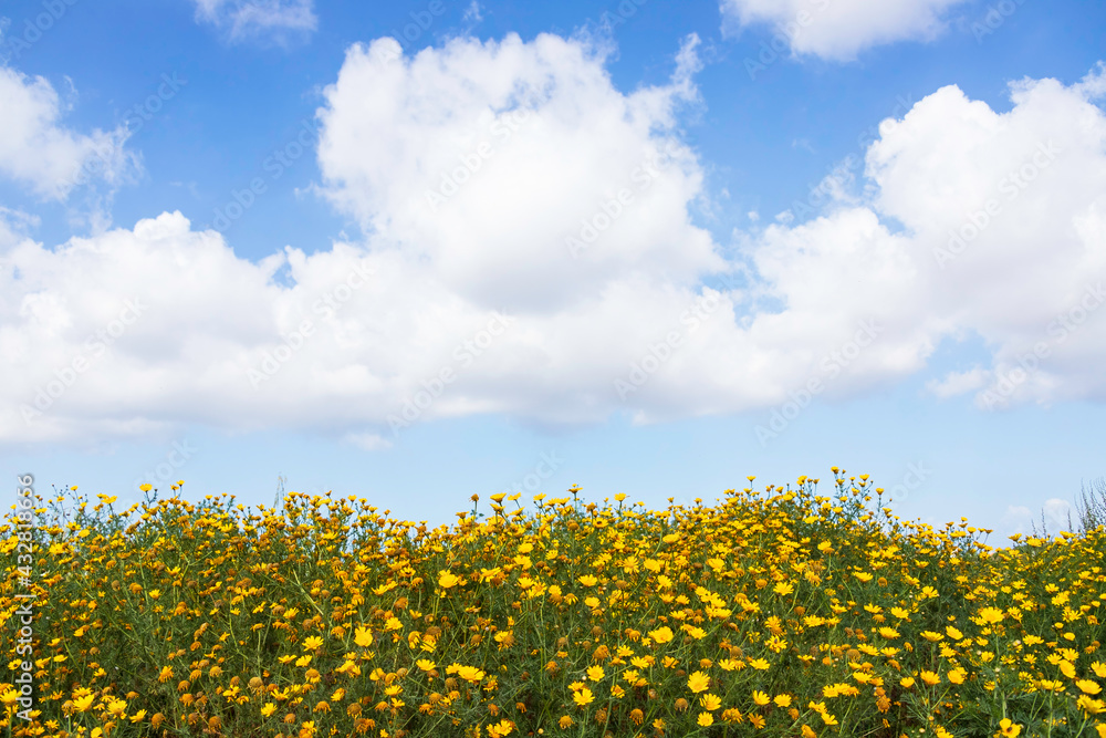 Field of yellow flowers against a blue sky with clouds