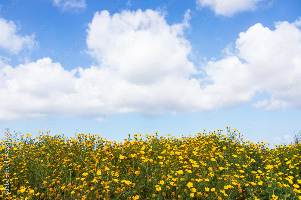 Field of yellow flowers against a blue sky with clouds Field of yellow flowers against a blue sky with clouds